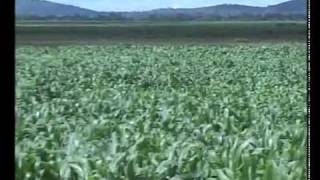 Katanga Development Agricultureflv [upl. by Anilasor]