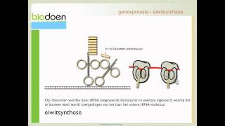 Biodoen  samenvatting DNA RNA en eiwitsynthese 2 van 2 [upl. by Euqinna]