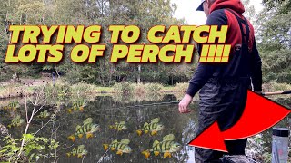 Trying To Catch LOTS OF PERCH On The Waggler [upl. by Freeborn]