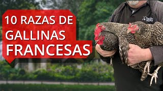 10 Razas de gallinas francesas🐔 Características puesta de huevos y más [upl. by Nelli]