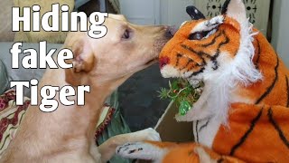 Reaction of my dog vs Hiding fake Tiger inside the Giant Box🐯 Funny Reaction [upl. by Granniah]