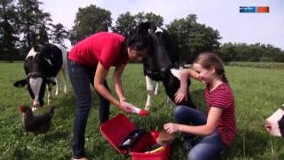 Kann man auf einer Kuh reiten  Aussenseiter Spitzenreiter  MDR [upl. by Pilloff]