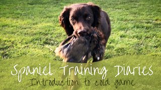 Gundog Training  Introducing cold game [upl. by Almira]