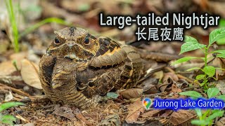 Largetailed Nightjar  Jurong Lake Gardens [upl. by Taffy]