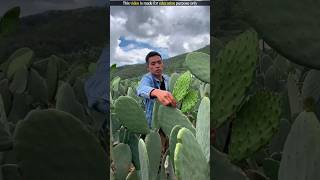 Cactus Fruit Harvesting [upl. by Card]