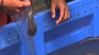 Hagfish slime removal Morro Bay CA [upl. by Hoseia76]