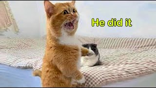 These Cats Speak English Better Than Hooman 😸 Funny Cats Videos [upl. by Isleen]