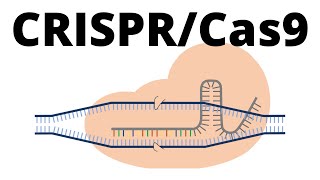 How CRISPR Cas9 works animation explained in 1 minute [upl. by Ettennaj167]