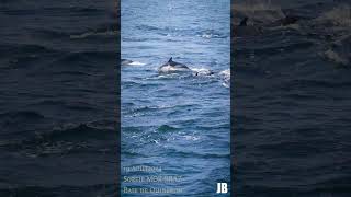 Les Dauphins de la Baie de Quiberon [upl. by Netsoj]