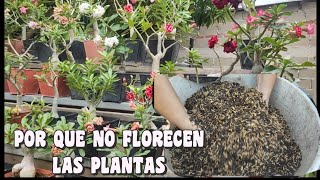 DONDE DEBES UBICAR LA ROSA DEL DESIERTO PARA QUE FLORESCA RAPIDO [upl. by Paviour]