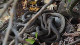 Glacier National Park  Terrestrial Gartersnakes [upl. by Aicire]