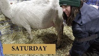 7 Days of Lambing SATURDAY Vlog 133 [upl. by Phio]