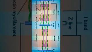 Contracting Sarcomere Animation [upl. by Notrom]