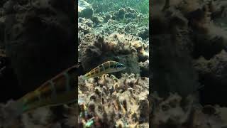 Talasoma pawia turkey nature diving fish 4kwildlife [upl. by Ynnad54]