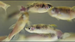 Zebrafish Unlocking the genetics of melanoma [upl. by Lorraine]