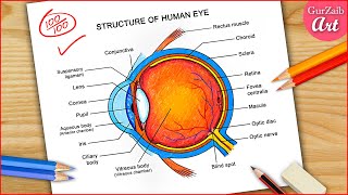 How to draw Labeled Human Eye diagram drawing  Colorful Eye Diagram  step by step easily [upl. by Latimore712]