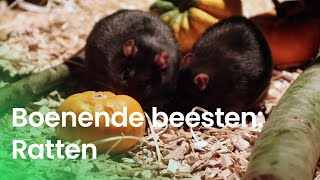 Ratten  Boenende beesten [upl. by Biebel]