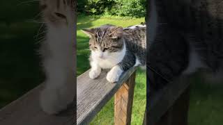 Dozy kitty Lucy’s curled up on top of the deck railing [upl. by Nakhsa687]