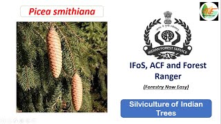 Spruce  Silviculture of Indian Trees  IFoS JPSC ACF Forest Range Officer  Forestry Optional [upl. by Sailesh644]