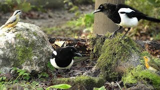 Video for Cats to Watch  Tiny Birds and Magpies [upl. by Azitram]