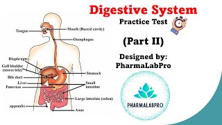 Digestive System Quiz  Anatomy amp Physiology Review  Part 2 [upl. by Trebornhoj811]