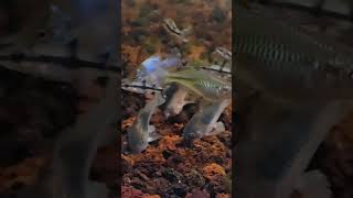 Corydoras Ainess n Ramirez Blue Elektrik Fish [upl. by Cleave]