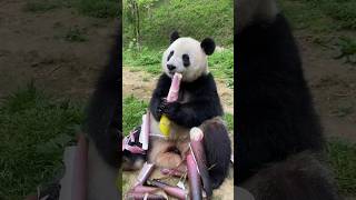 cute panda amaizen china bamboo eats  shorts amaizing jangal short [upl. by Timmy]