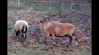 Schafe  Kamerunschafe Herdbuch  Zuchtbock beim Treiben einer brünstigen Aue  happy sheep Trailer [upl. by Aseena]