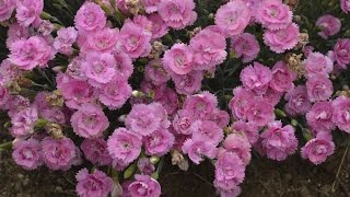 Dianthus Production Tips  Walters Gardens [upl. by Lexerd]