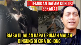 KUCING JALANAN INI SANGAT BAHAGIA HABIS SAKIT PARAH LANGSUNG DAPAT TEMPAT TINGGAL [upl. by Hafinah]