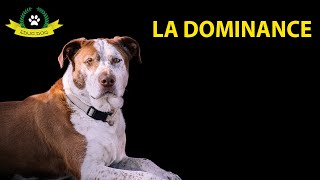 LA DOMINANCE CHEZ LE CHIEN  DOMINANT amp DOMINE [upl. by Tomkins756]