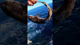 Morska mačka mrkulja slučajno ulovljena na pirku⁉️😱🦈 istra fishing balkan pecanje nursehound [upl. by Brabazon]