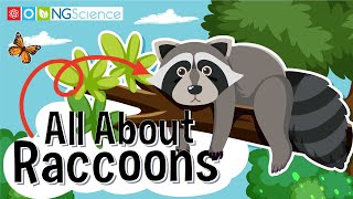 All About Raccoons [upl. by Harad459]