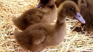 The Beginners Guide To Raising Ducklings Days 114 [upl. by Edith365]