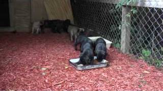 Presa Canario  Bearclaw Kennels  Presa Canario puppies 2 [upl. by Leisha]