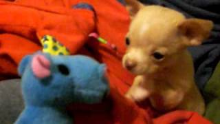 9 Six Week Old Chihuahua Puppies Playing  For Sale Fredericksburg VA [upl. by Nagem439]