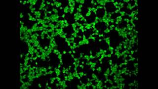 Real time confocal imaging of LHmediated calcium response [upl. by Dickerson]