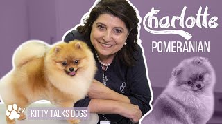 Kitty Talks Dogs grooming Charlotte the Pomeranian  TRANSGROOM [upl. by Iclehc]