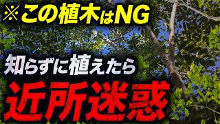 【植えたら悲惨】巨大化して庭を破壊する危険な植木3選【後悔】 [upl. by Aytak]