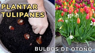 PLANTAR TULIPANES Cómo y cuando plantar bulbos en maceta  Jardinatis [upl. by Buckie951]