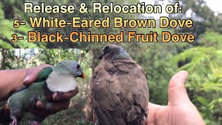 Born Free  Relocation amp Release Of 5WhiteEared Brown Doves amp 3BlackChinned Fruit Doves [upl. by Schmitz612]