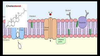 Membrane structure OCR A ALevel Biology Module 2 Foundation in Biology 215 Biological membranes [upl. by Enerak]