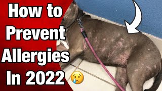 Best way to PREVENT Allergies for Pit bulls in 2022 [upl. by Nivel186]