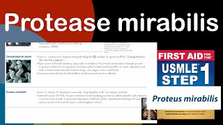 Protease mirabilis in HindiUrdu by first aid for USMLE step 1 [upl. by Attehcnoc528]