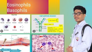 Eosinophils  Basophils Allergy  Inflammation [upl. by Line991]