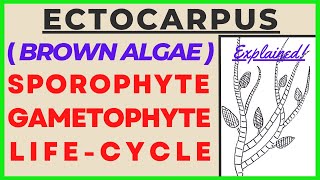 Brown Algae Ectocarpus Life Cycle  Sporophyte Gametophyte Reproduction Plant Kingdom Fertilization [upl. by Angelia430]