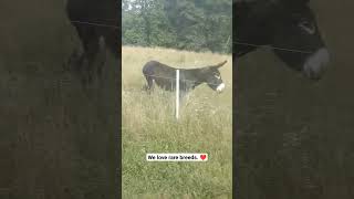 Rare Poitou Donkey having a fun run poitoudonkey shorts [upl. by Hugibert248]