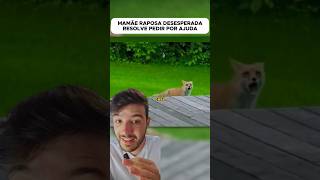 Mamãe raposa 🦊 resolve pedir ajuda raposa raposas gratidao animaisfofos filhotesfofos viral [upl. by Dygall]