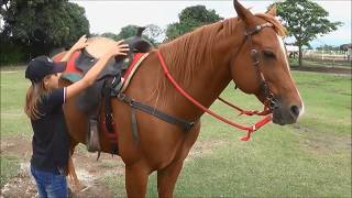 Aprenda a selar seu Cavalo com Wind e Júlia [upl. by Atillertse952]