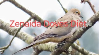 Zenaida Doves Diet dove dovesbird doves [upl. by Martel]